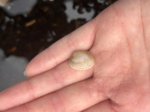 Antigona reticulata observed 2026-06-04