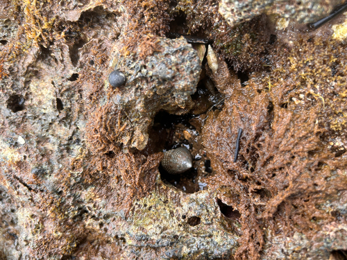 Trochus intextus observed 2026-06-04