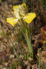 Moraea macronyx