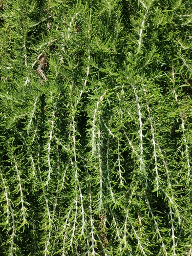 Rosemary