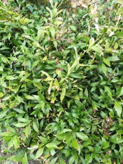 Ruscus