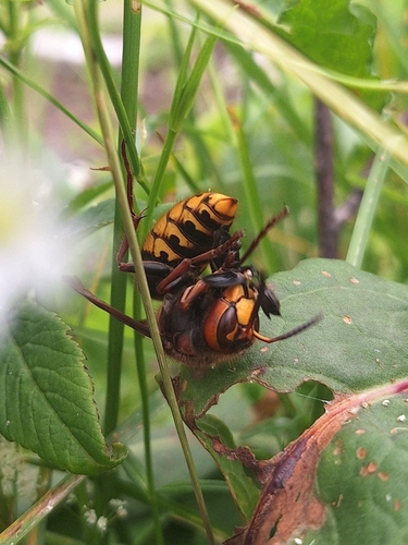 European Hornet