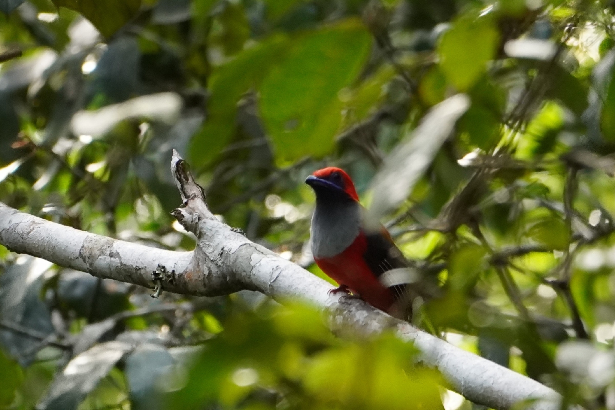 Whitehead's Trogon (Harpactes whiteheadi), photo 2