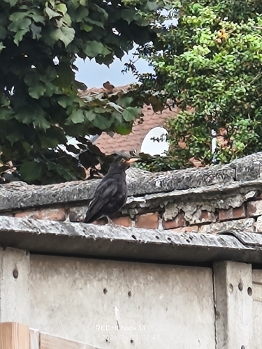 Eurasian Blackbird