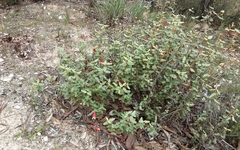 Correa reflexa reflexa