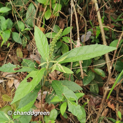 Croton lachnocarpus
