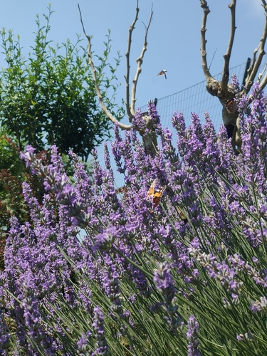 Painted Lady