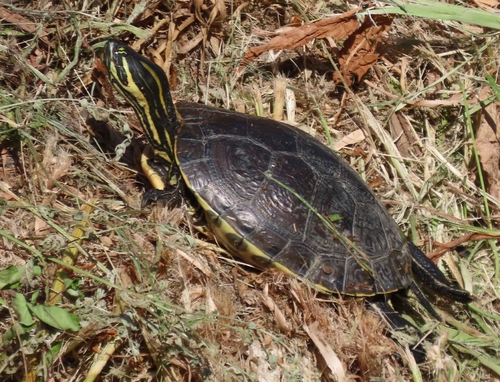 Mesoamerican Slider