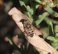 Eristalinus