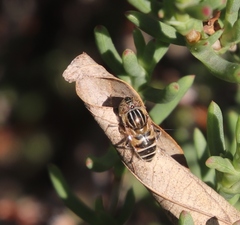 Eristalinus