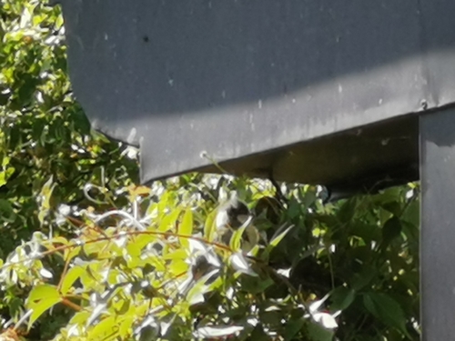 Great Tit