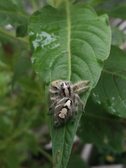 Hyllus