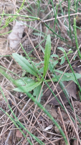 Goodenia pilosa observed 2026-06-27