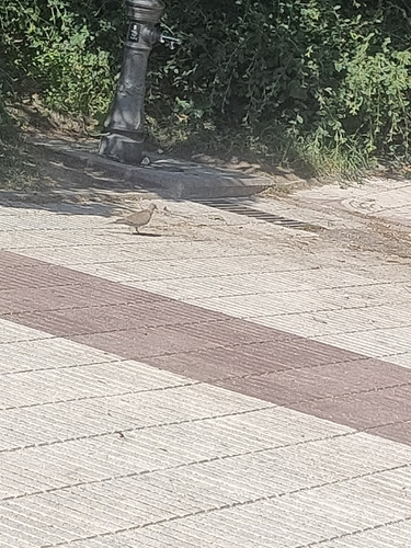 Eurasian Collared-Dove
