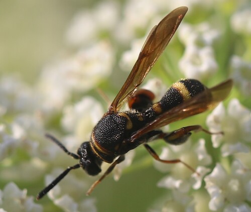 Leucospis sinensis