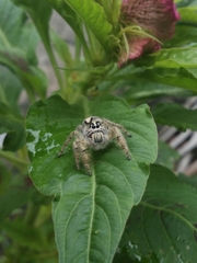 Hyllus