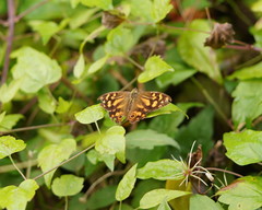 Heteronympha banksii