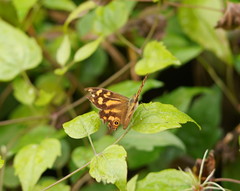 Heteronympha banksii