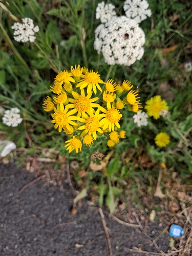 ragwort