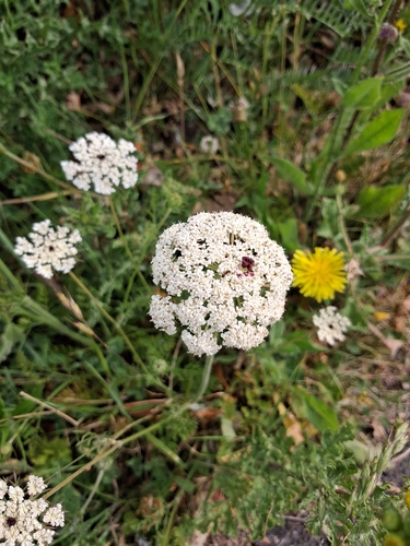 wild carrot