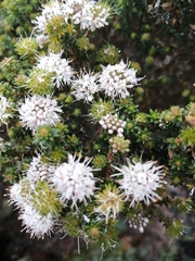 Agathosma stenopetala