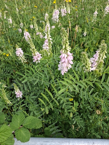 common milkpea