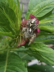 Hyllus