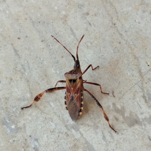 Western Conifer Seed Bug