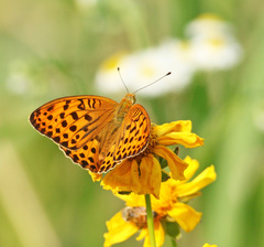 Argynnis laodice