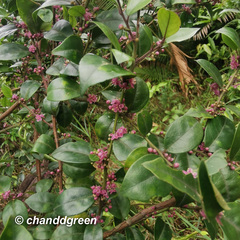 Ilex pubescens
