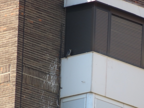 Peregrine Falcon