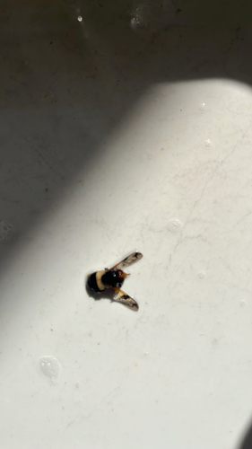 Pellucid Hover Fly
