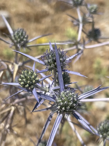 Syrian eryngo