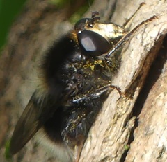 Criorhina ranunculi