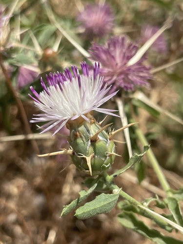 Iberian star-thistle