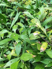 Ruscus