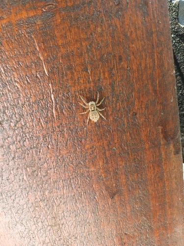 Half-edged Wall Jumping Spider