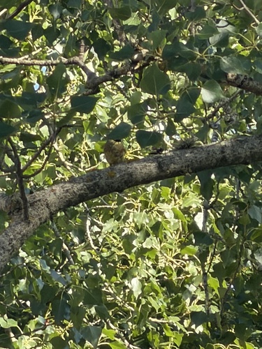 Cirl Bunting