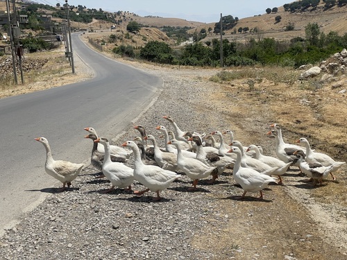 Domestic Greylag Goose