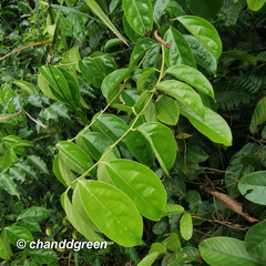 Celastrus monospermus