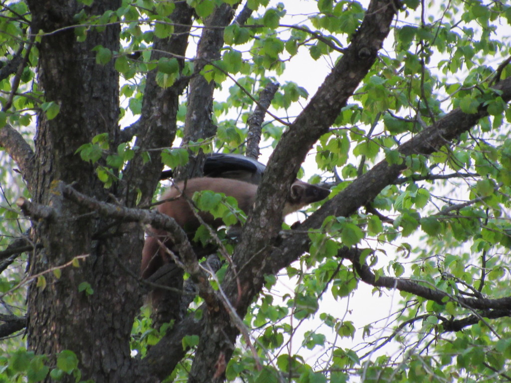 Martens from Голосеевский район, Киев, Украина, 02000 on April 25, 2020 ...