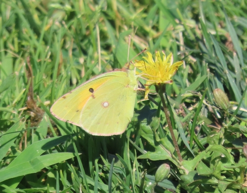 Clouded Yellow