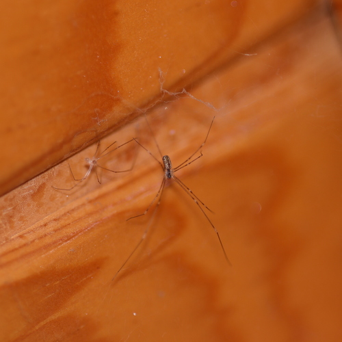 Marbled Cellar Spider