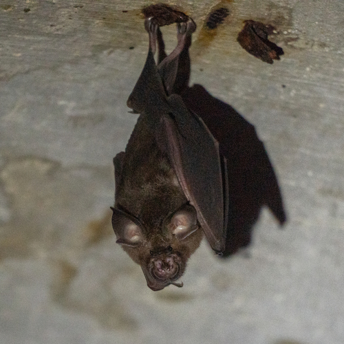 Rhinolophus affinis observed 2026-06-27