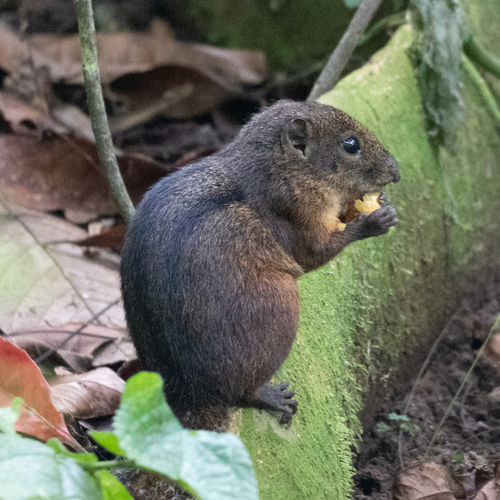 Lariscus insignis observed 2026-06-27