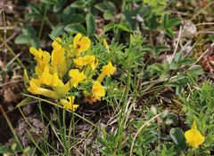 Chamaecytisus ratisbonensis