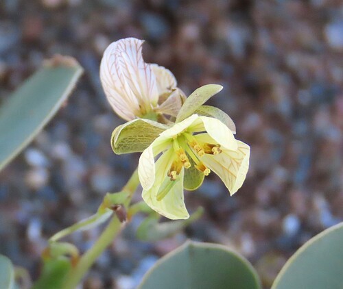 Senna italica, photograph 4