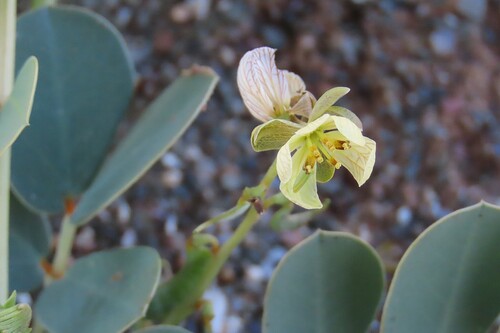 Senna italica, photograph 5