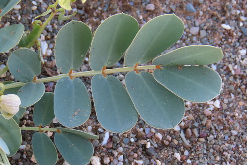Senna italica, photograph 6