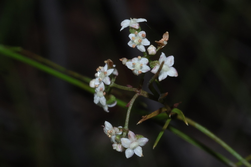 Platysace heterophylla observed 2026-06-27